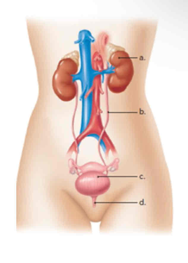<p>A</p>