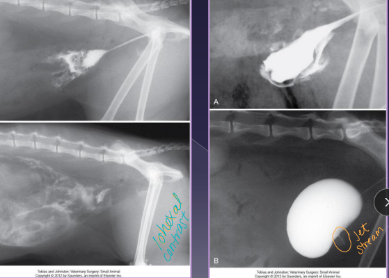 <ul><li><p><span style="color: rgb(136, 136, 136);"><strong>Et:</strong></span><strong> </strong>blunt trauma (HBC), gunshot, surgery dehiscence, necrotic neoplasia</p></li><li><p><span style="color: rgb(136, 136, 136);"><strong>Cs:</strong></span><strong> </strong>electrolyte imbalances, hyperkalemia, dehydration, hypovolemia, shock, uremia, death, abdominal distention</p></li><li><p><span style="color: rgb(136, 136, 136);"><strong>Dt:</strong></span> HCBC/chem (infection, azotemia), rads (loss of serosal detail), abdominocentesis (fluid Cr &amp; K &gt; blood levels), contrast cystourethrogram</p><ul><li><p>Creatinine, potassium – higher than peripheral blood</p></li></ul></li><li><p><span style="color: rgb(136, 136, 136);"><strong>Tx:</strong></span><strong> </strong>ventral midline incision, ID defect, repair, lavage, drains,&nbsp;catheter</p></li></ul><p></p>