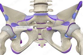 <p>raised line or bump that goes across bone from side to side (not up and down)</p>