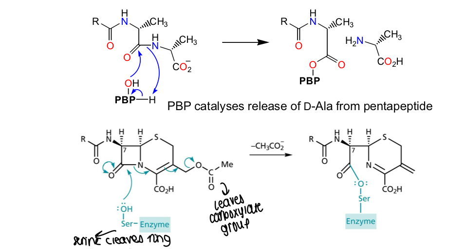 <p>PBP catalyses release of D-alanine from the pentapeptide - in cephalosporin C, serine cleaves the ring structure and the carboxylate group leaves, bonding the serine to the cephalosporin </p>