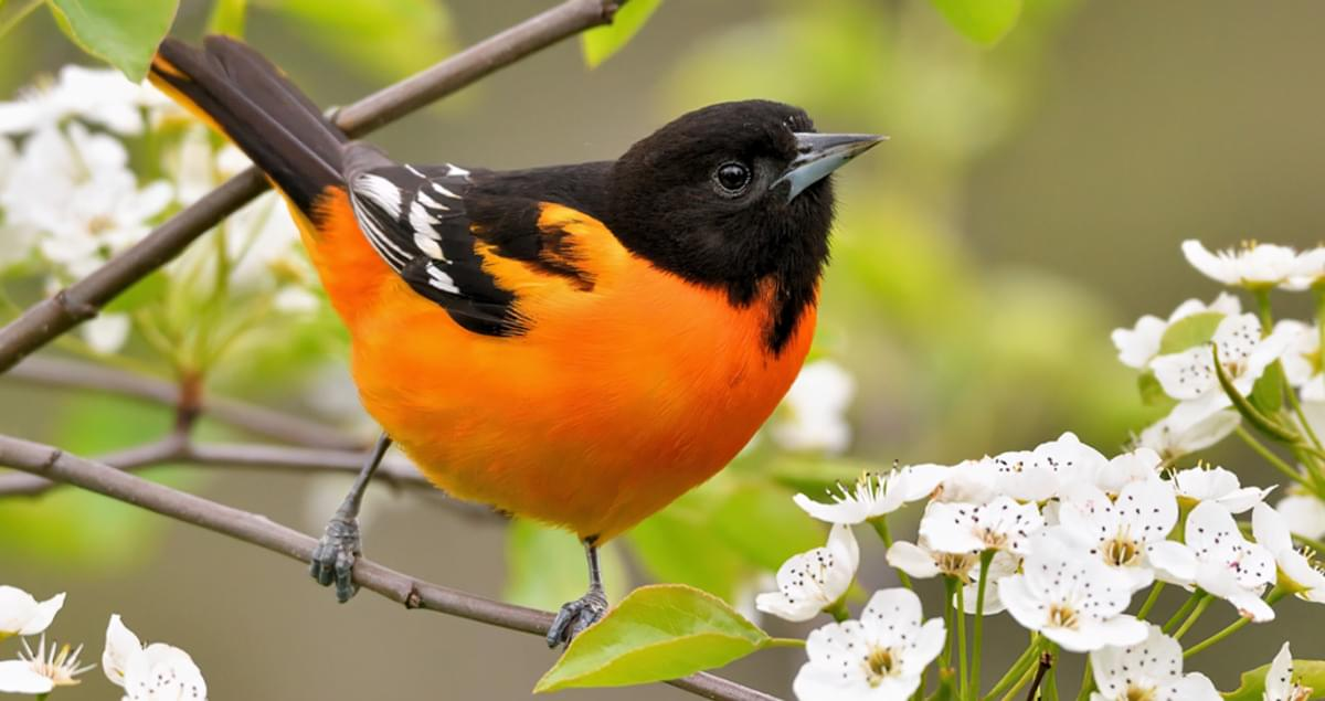 <p>bright orange chest, black back</p>