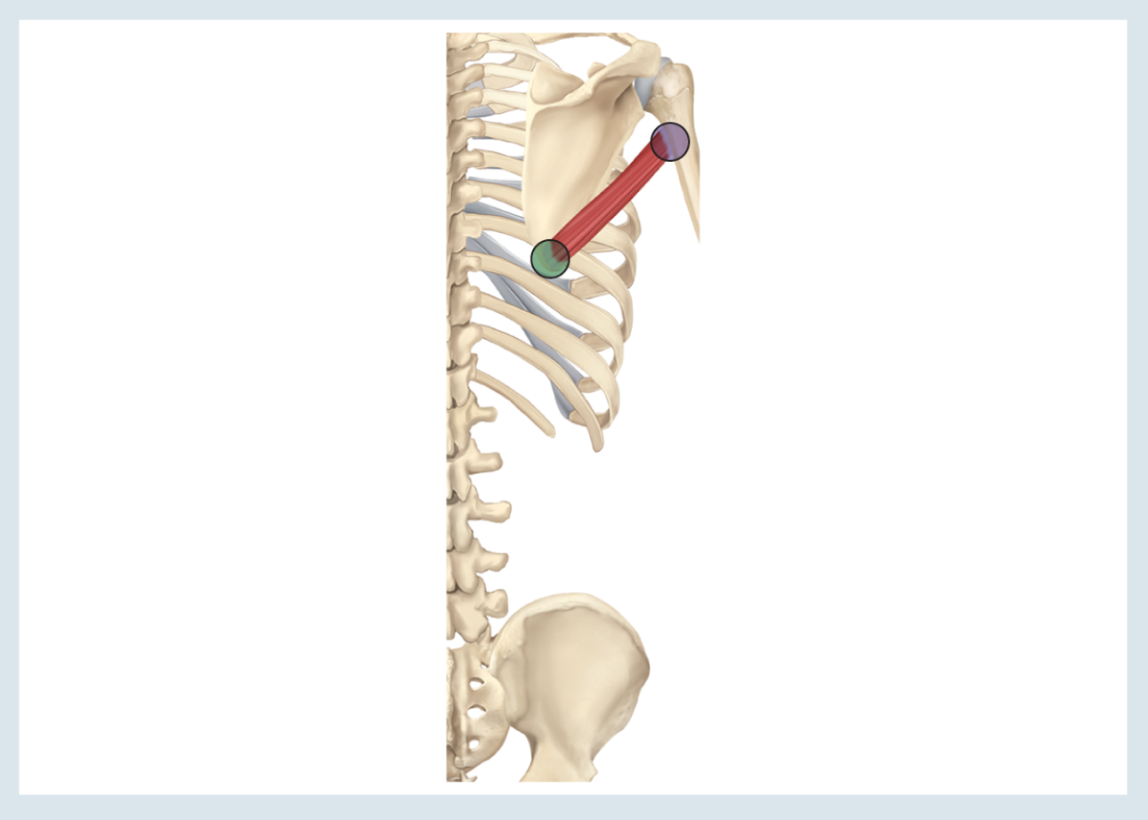 <p>Action : adduction ( &amp; extension &amp; internal rotation ) </p><p>o : inferior angle of scapula </p><p>i : medial lip of intertubercular groove </p>