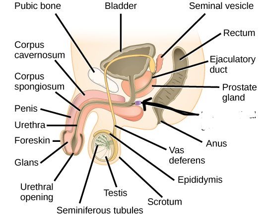<p>Paired, tiny glands that drain into the intermediate part of the urethra.</p>