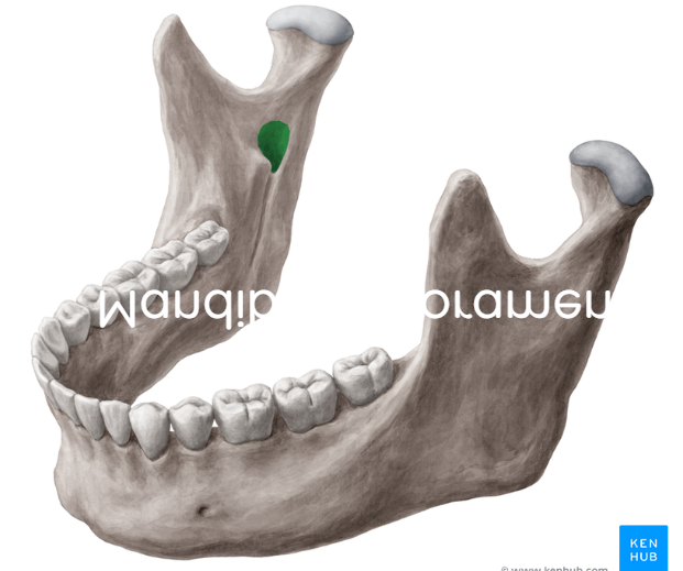 term image
