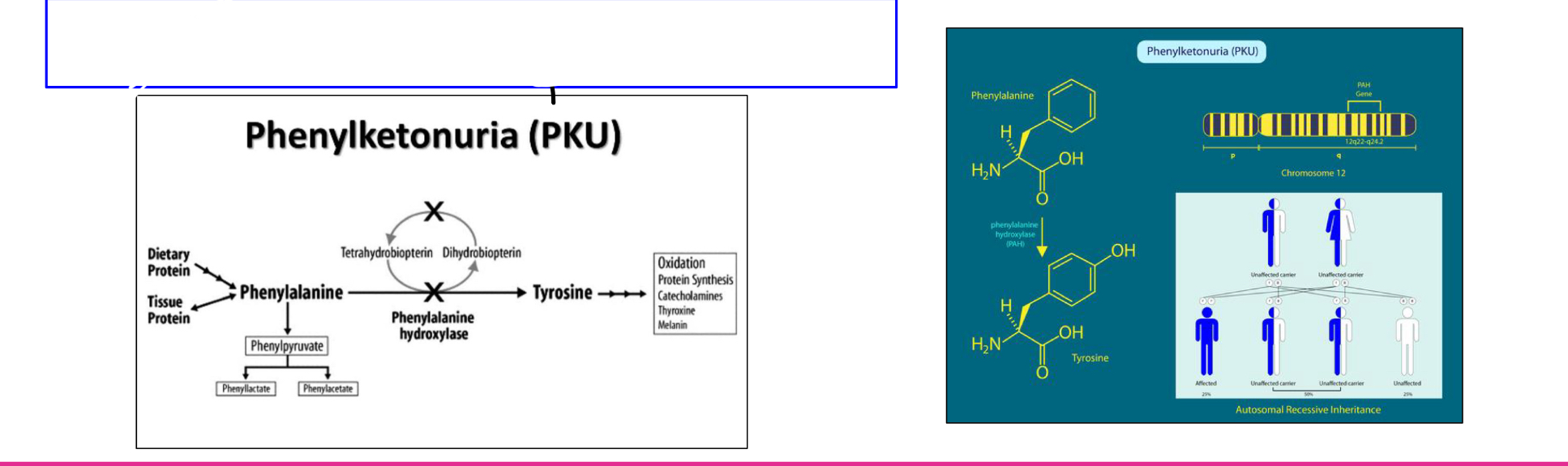 <p>Phenylketonuria (PKU) is a mutation in which affected individuals</p><p>have a deficiency in the enzyme required to break down phenylalanine</p><p>(phenylalanine hydroxylase). This disruption of the phenylalanine pathway</p><p>can affect brain development, behavior, and neurological processes.</p><p>Is this an example of polygenic inheritance or pleiotropy?</p>