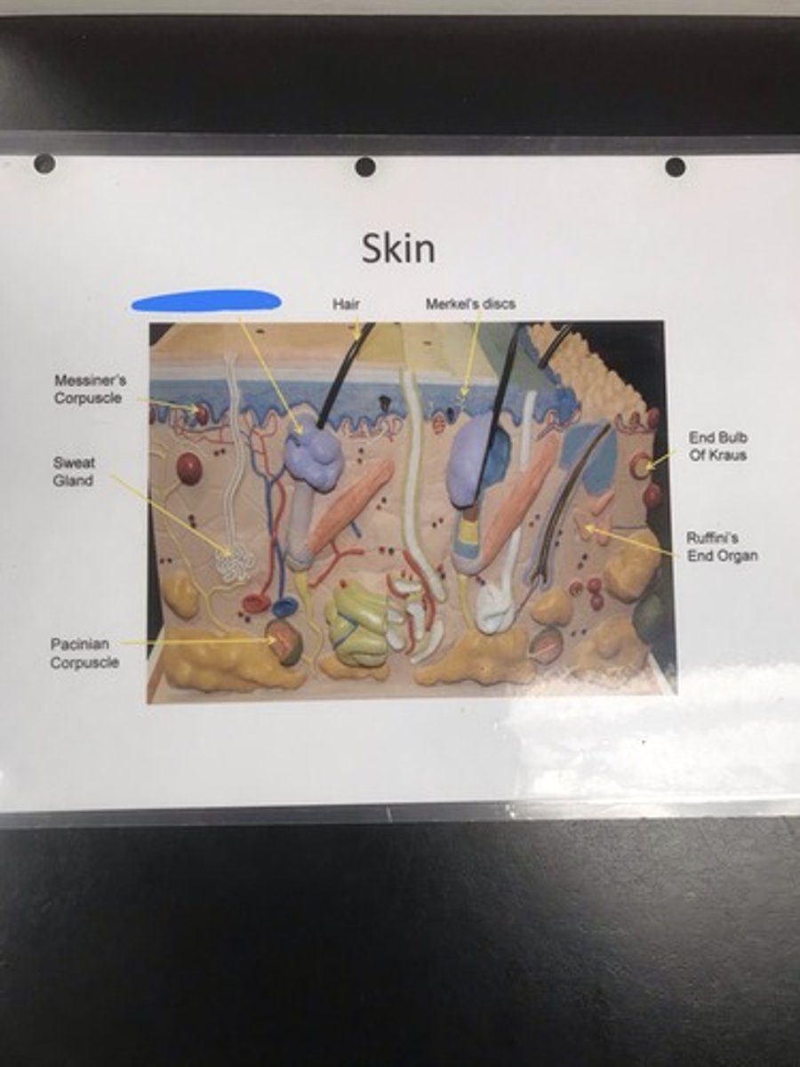 <p>Label the structure covered in blue ink and give a function</p>