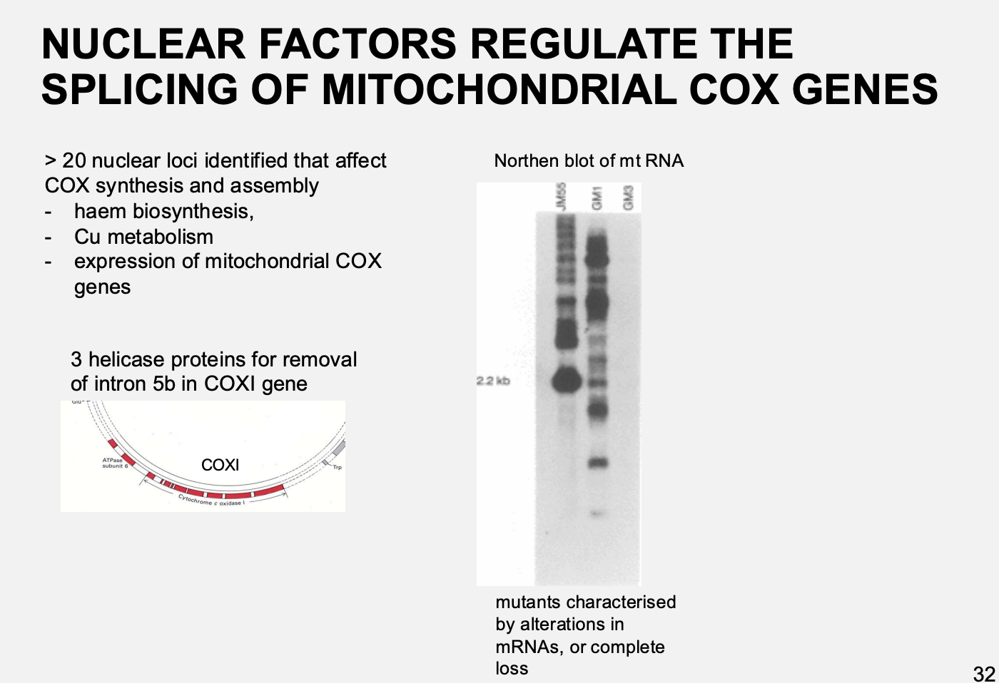 <ul><li><p>removal of intron 5b from COX1 requires 3 helicases</p></li><li><p>Northern blot shows the relative sizes of RNA moieties of COX</p></li><li><p>splice variances</p></li><li><p>different splices due to different <strong>nuclear</strong> mutations</p></li><li><p>therefore: nucleus has a role in ost-transiptional expression in the organelle</p></li><li><p>Found that:</p><ul><li><p>in the nucleus? there are three helicase proteins for the removal of intron 5b in COX1</p></li></ul></li></ul><p></p>