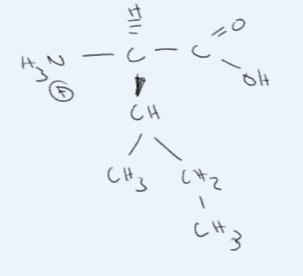 <p>What amino acid is this?</p>