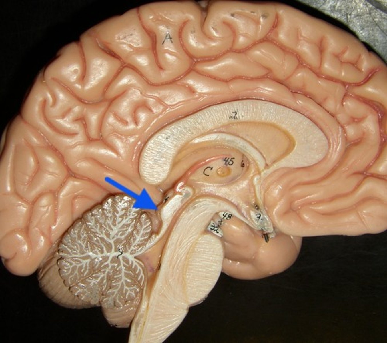 <p>Structures of the tectum that are reflex centers for movements of the head and body in response to auditory stimuli.</p>