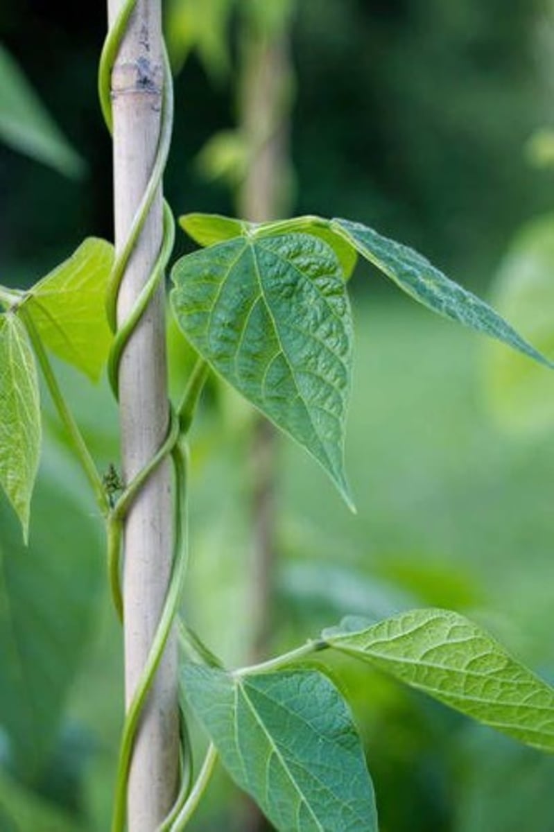 <p>A plant behavior that involves growth in response to touch.</p>
