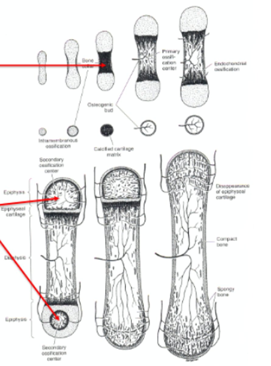<p>The [primary/secondary] centers of ossification form after birth and are located in epiphysis and large eminences</p><p>(BOTTOM image)</p><p>2 multiple choice options</p>