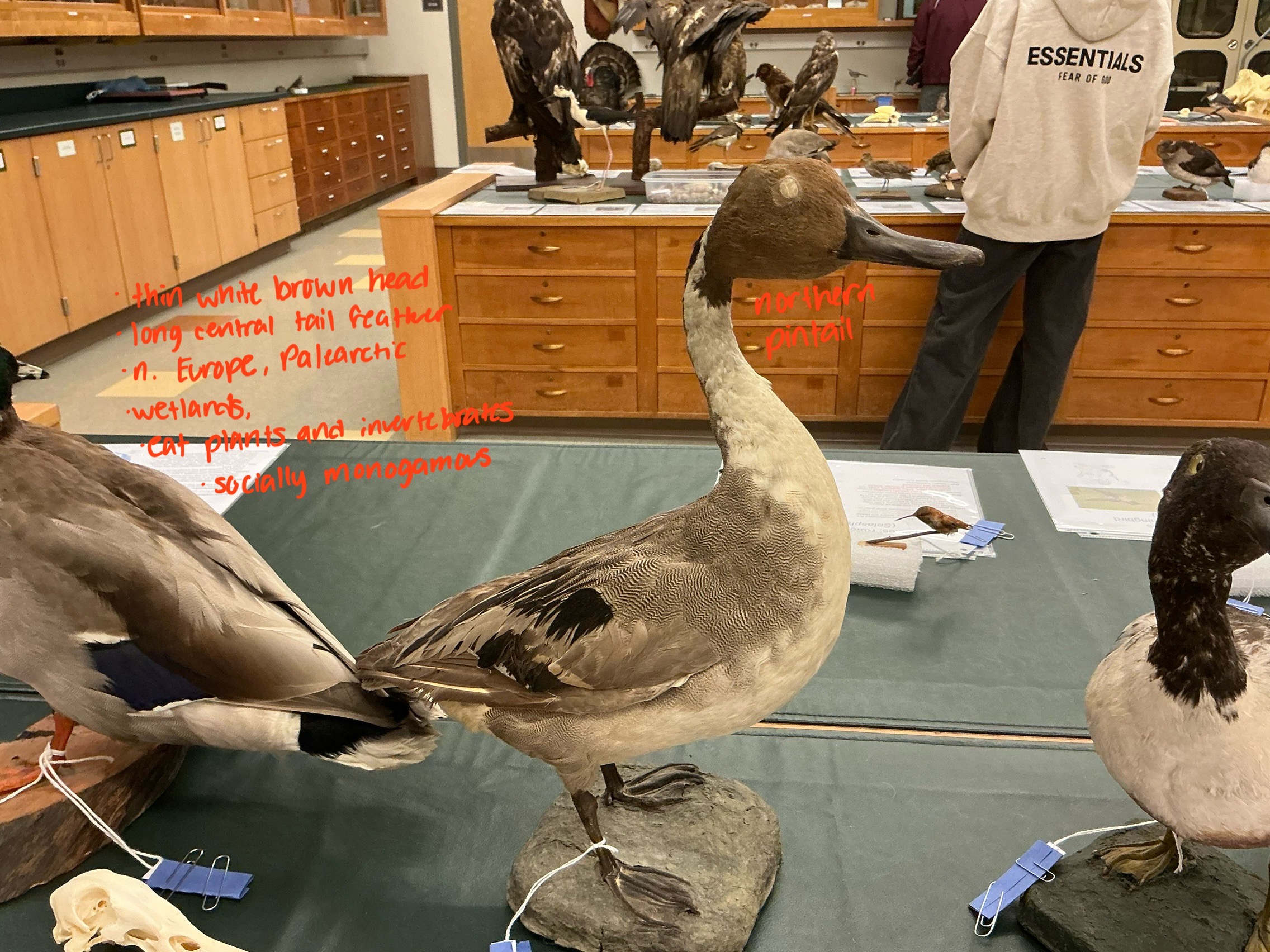 <p>What’s unique about Northern Pintails? Habitat? Diet? R Type?</p>