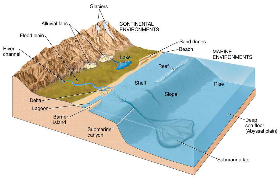 <ul><li><p><span>Sediment from continent collects where land meets water</span></p></li><li><p><span>shallow, submerged edges of newly formed continental margins</span></p></li><li><p><span>Form on the transition from continental to oceanic crust</span></p></li><li><p><span>Sediments wash into basins where they are buried and lithified</span></p></li></ul><p></p>