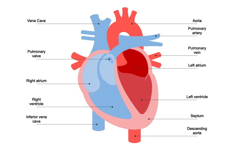 <ul><li><p>Size: About the size of a clenched fist, pear-shaped.</p></li><li><p>Protected by ribs, sternum, and surrounded by lungs and diaphragm.</p></li><li><p>Divided into right and left sides by a muscular wall, each with two chambers:</p><ul><li><p>Atria: Upper, thin-walled chambers that receive blood.</p></li><li><p>Ventricles: Lower, thick-walled chambers that pump blood.</p></li></ul></li><li><p>Four one-way valves ensure blood flows in one direction:</p><ul><li><p>Atrioventricular valves (atrium to ventricles)</p></li><li><p>Arterial valves (ventricles to arteries)</p></li></ul></li></ul>