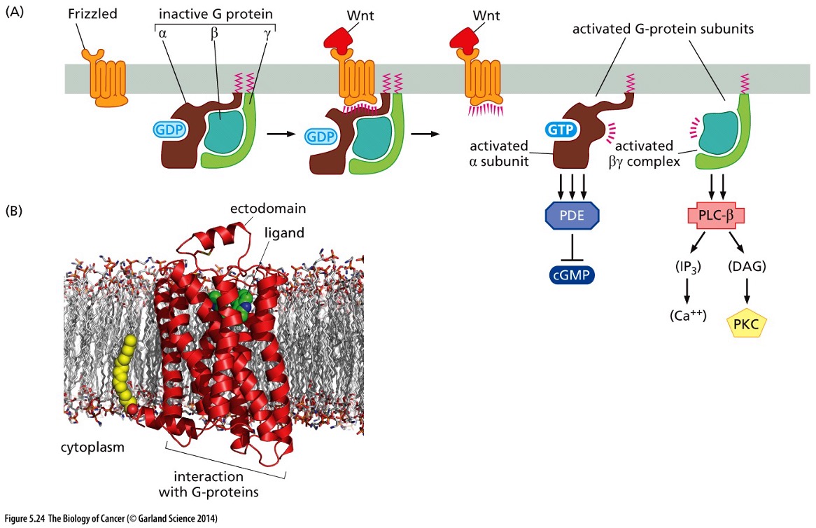 <p>Does this picture show Non-Canonical  or Canical Wnt signaling via Frizzled receptors</p>