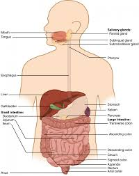 <p>What lines the small intestine?</p>