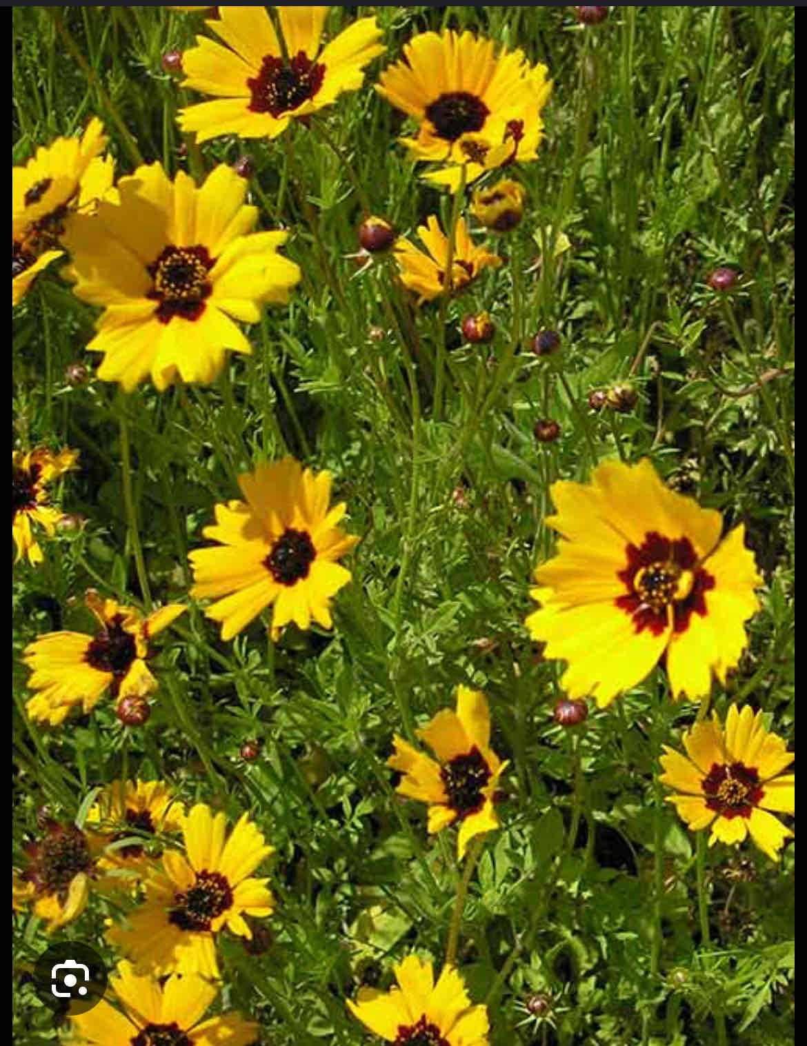 <p><span>Coreopsis grandiflora</span></p><p><span>Tickseed</span></p>