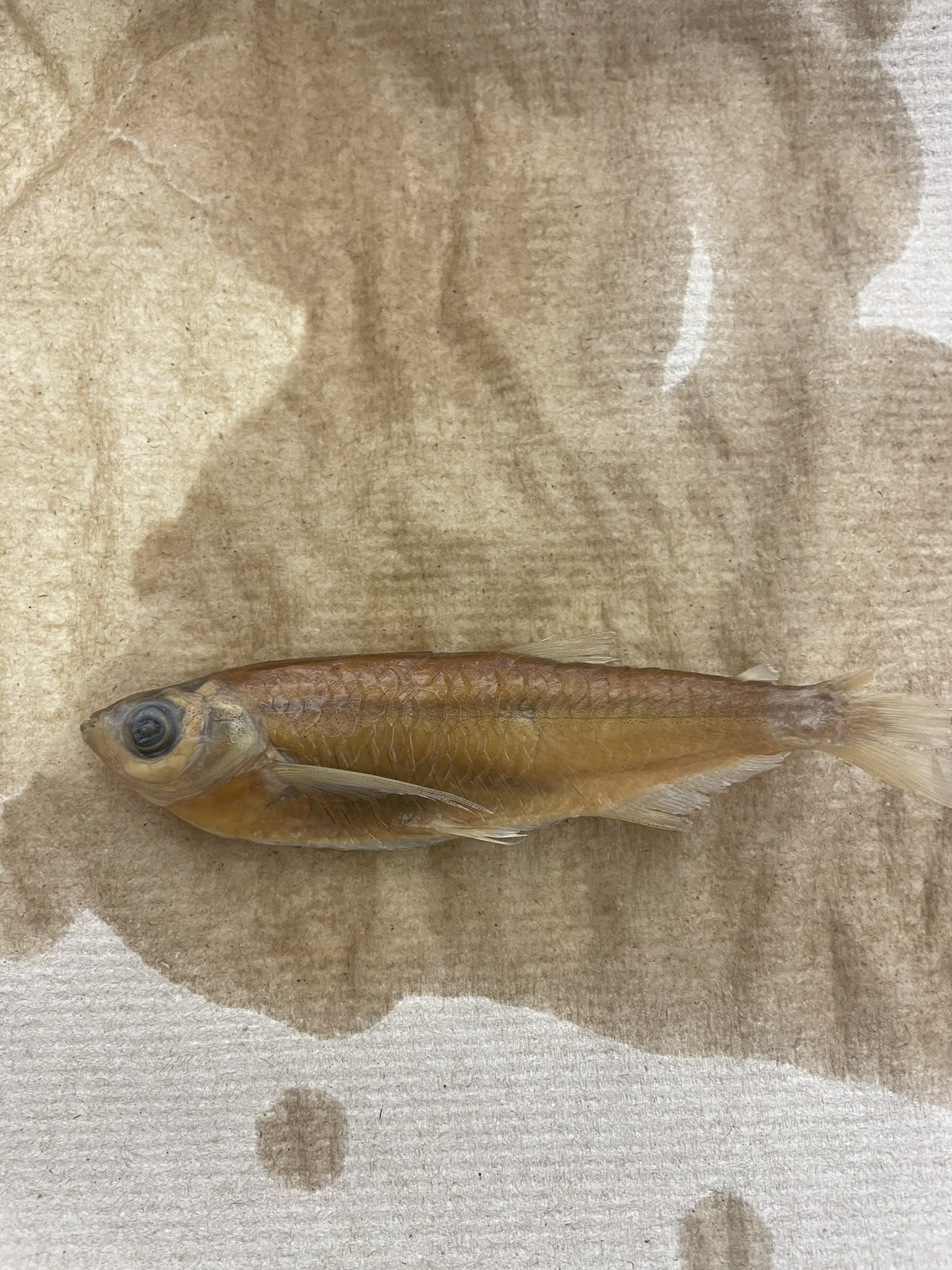 <p>Characins</p>
