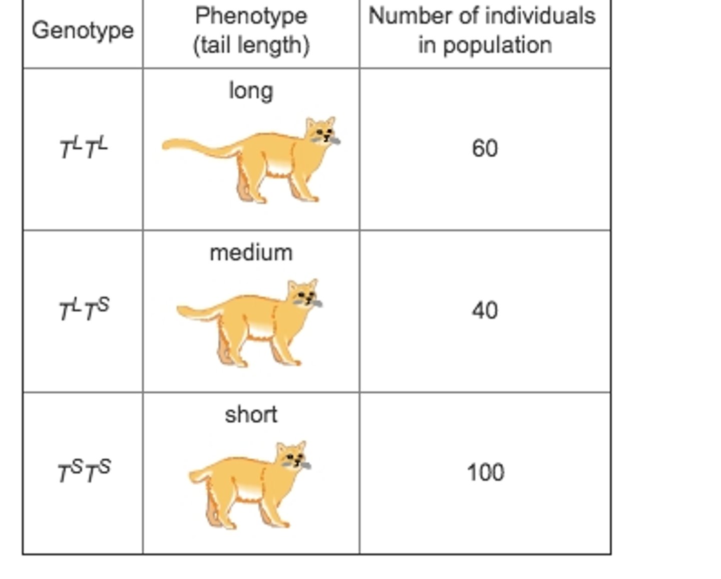 <p>the proportion of a particular gene variation, compared to all variations of that gene, in a population</p>