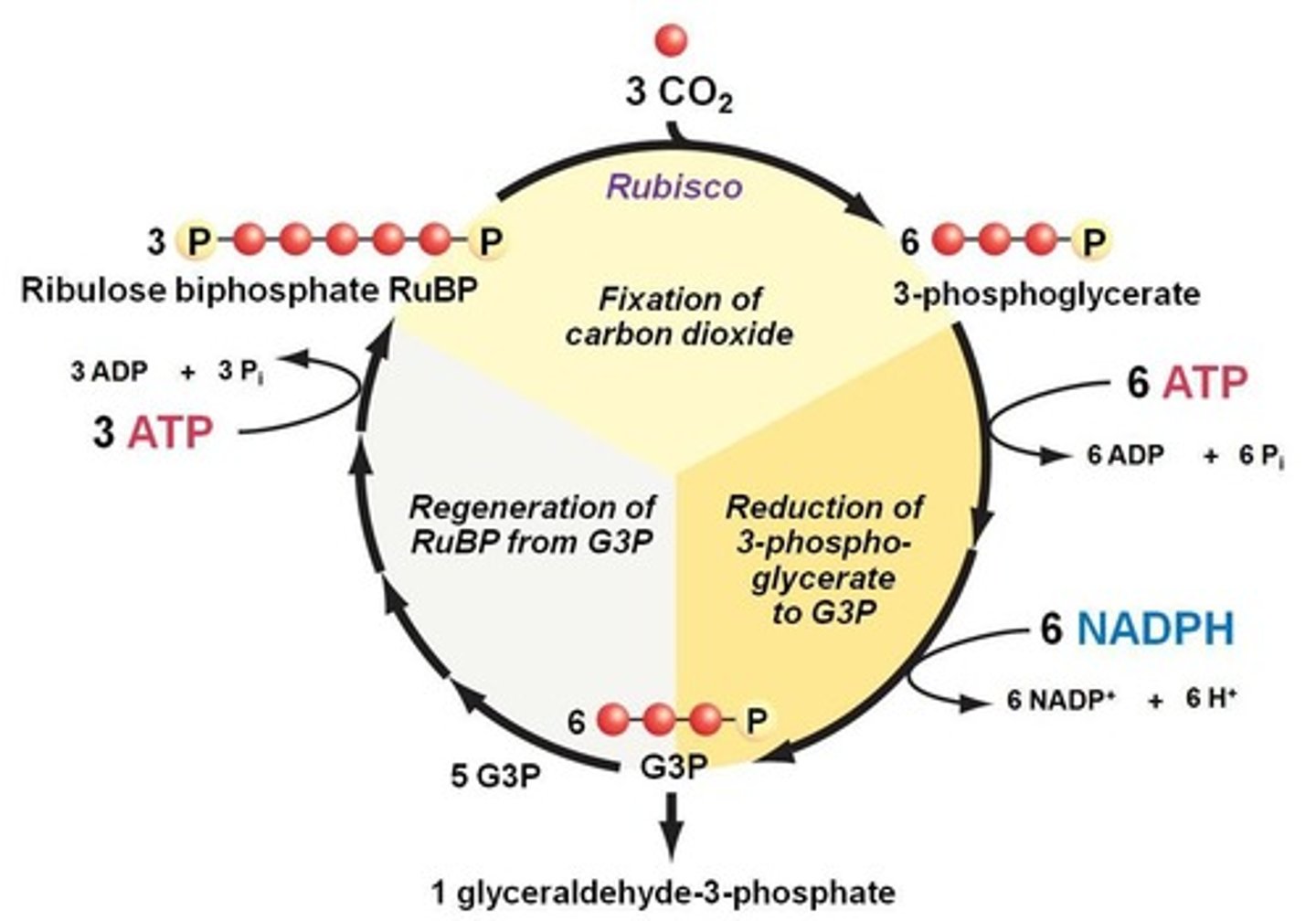 <p>A 3-carbon phosphorylated sugar called dihydroxyacetone phosphate (DHAP or G3P).</p>