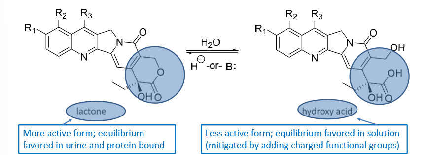 <ul><li><p>lactone—&gt; more active </p></li><li><p>hydroxy acid—→ less active</p></li></ul><p></p>