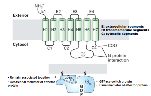 <ul><li><p>top pic: single protein associated w plasma membrane portion of protion on cytocol</p><ul><li><p>extracellar portion where signal</p></li><li><p>intracellular where g-proteins interact w/</p></li><li><p>always 7 transmembrane </p></li></ul></li><li><p>bottom pic: always remain bound together gbeta gamma</p><ul><li><p>main function is to regulate g alpha</p></li></ul></li></ul><p></p>