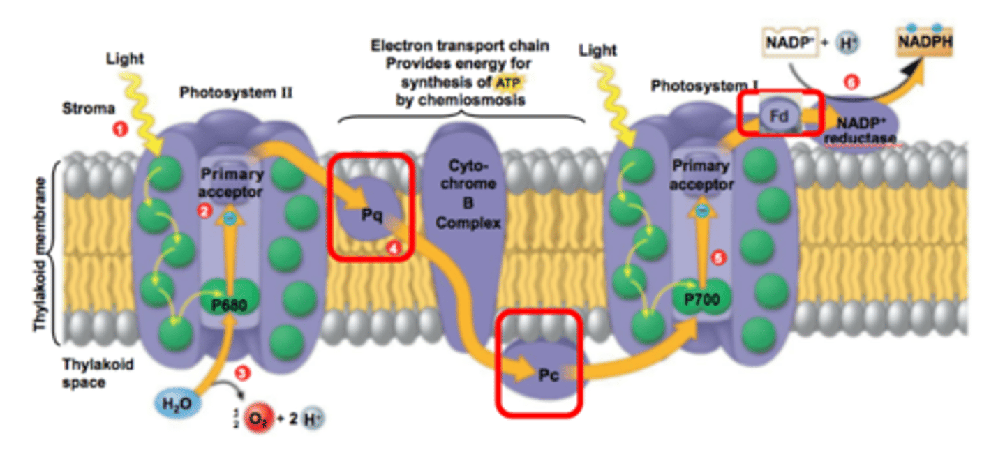 <p>Proteins found within the electron transport chain that move or "shuttle" the "excited" electrons from one protein to another within the electron transport chain</p>