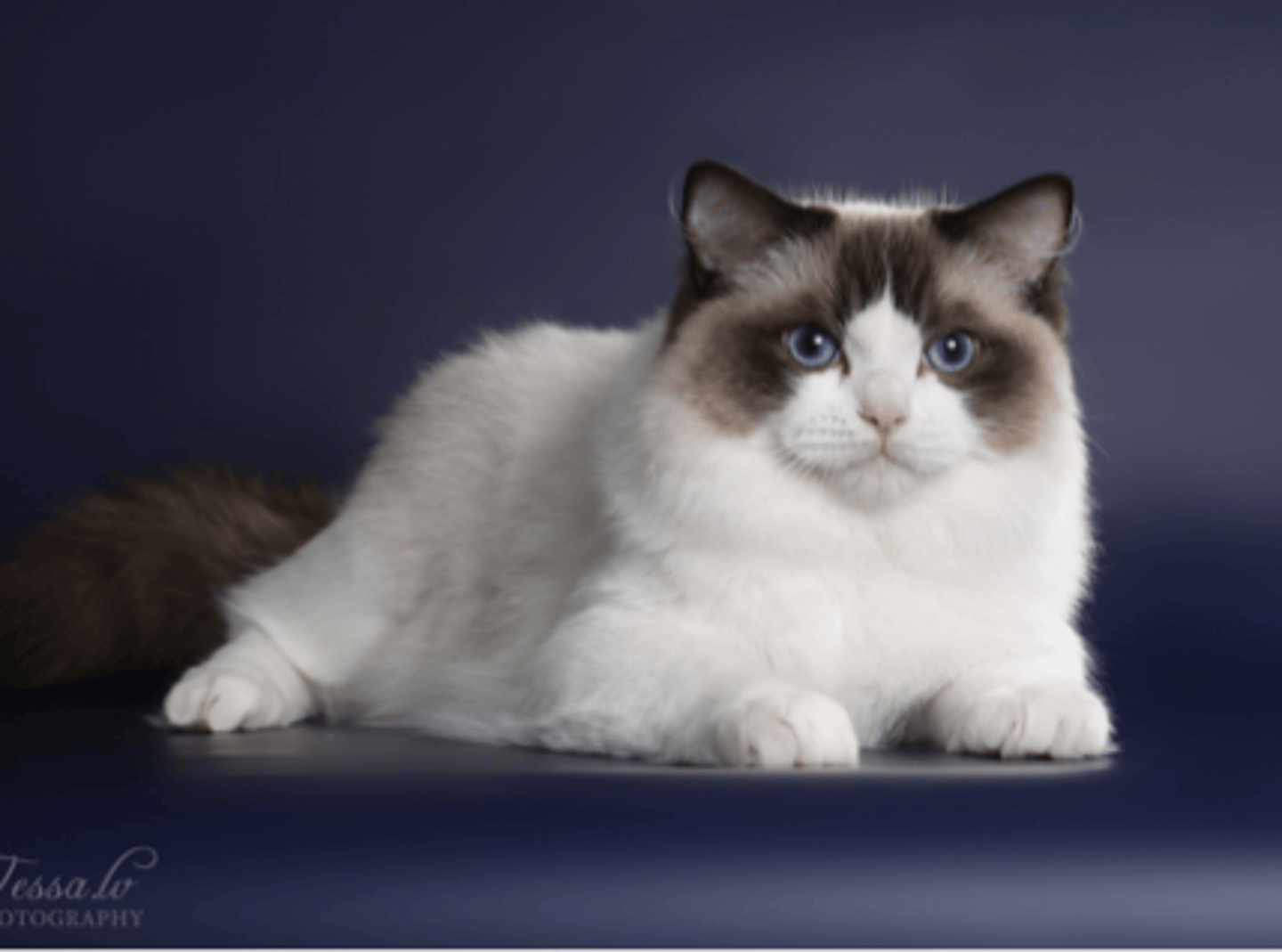 <p>always blue eyes,</p>