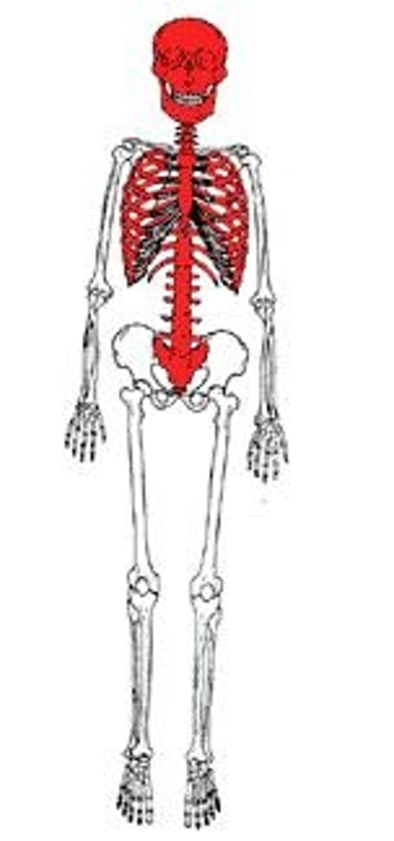 <p>includes trunk and head.</p>