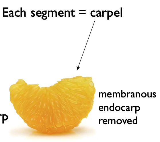 <p>a: carpel</p><p>b: endosperm</p>