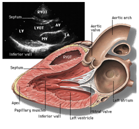 <p><strong>What is the PSLAX view used to see?</strong></p>