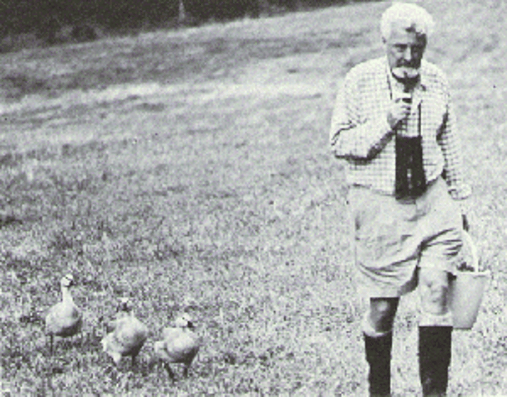 <p>researcher who focused on critical attachment periods in baby birds, a concept he called imprinting;</p>