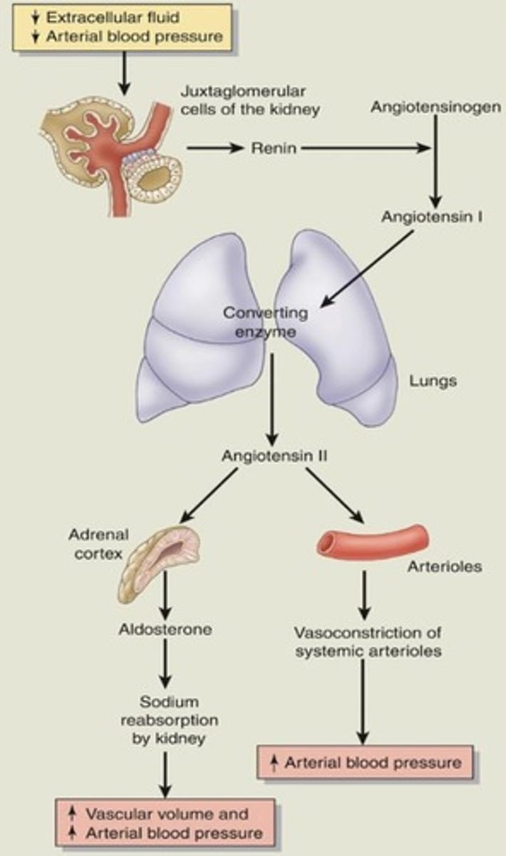 <p>Production of hormones: calcitriol and erythropoietin.</p>