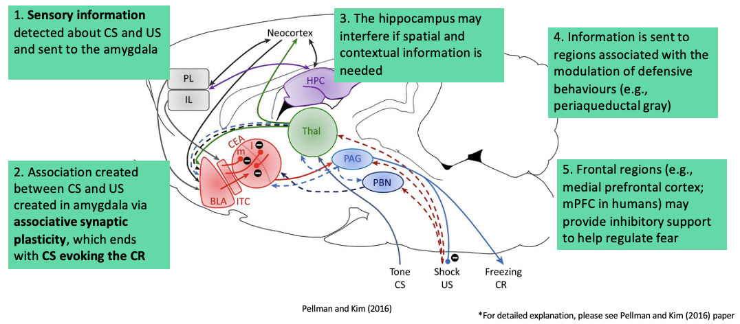 <p>just need to be familiar with the brain regions from this </p><ol type="1"><li><p><span><span>Information goes to the amygdala but some goes to the thalamus, UCS goes to PAG and Parabrachial nucleus (PBN) (involved in quick movement and pain)</span></span></p></li><li><p><span><span>Association is made influenced by the amygdala, information goes to the PAG (responsible for pain)</span></span></p></li><li><p><span><span>Hippocampus also involved by providing context to the response&nbsp;</span></span></p></li><li><p><span><span>Information is sent out to the body and response occurs</span></span></p></li></ol><p></p>