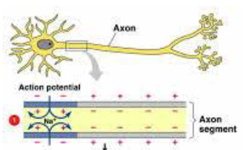 <p>describe how describe conduction occurs in this axon pictured </p>