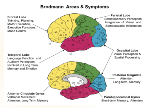 <p><span style="color: rgb(0, 0, 0);">Areas 1, 2, 3 Primary somatosensory cortex (postcentral gyrus)</span></p><p><span style="color: rgb(0, 0, 0);"><br></span><span style="color: rgb(0, 0, 0);">Area 4 Primary motor cortex (precentral gyrus)</span></p><p><span style="color: rgb(0, 0, 0);"><br></span><span style="color: rgb(0, 0, 0);">Area 5 Somatosensory association cortex</span></p><p><span style="color: rgb(0, 0, 0);"><br></span><span style="color: rgb(0, 0, 0);">Area 6 Premotor and supplementary motor cortex</span></p><p><span style="color: rgb(0, 0, 0);"><br></span><span style="color: rgb(0, 0, 0);">Area 9 Dorsolateral/anterior prefrontal cortex (motor planning, and organization)</span></p><p><span style="color: rgb(0, 0, 0);"><br></span><span style="color: rgb(0, 0, 0);">Area 10 Anterior prefrontal cortex (memory retrieval)</span></p><p><span style="color: rgb(0, 0, 0);"><br></span><span style="color: rgb(0, 0, 0);">Area 17 Primary visual cortex</span></p><p><span style="color: rgb(0, 0, 0);"><br></span><span style="color: rgb(0, 0, 0);">Area 22 Primary auditory cortex</span></p><p><span style="color: rgb(0, 0, 0);"><br></span><span style="color: rgb(0, 0, 0);">Area 37 Occipitotemporal (fusiform) gyrus</span></p><p><span style="color: rgb(0, 0, 0);"><br></span><span style="color: rgb(0, 0, 0);">Areas 22, 39, 40- Wernicke's area (language comprehension)</span></p><p><span style="color: rgb(0, 0, 0);"><br></span><span style="color: rgb(0, 0, 0);">Areas 44, 45- Broca's area (motor speech programming)</span></p>