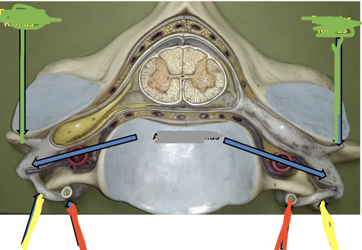 <p>Blue points to what part of the spinal nerves</p>