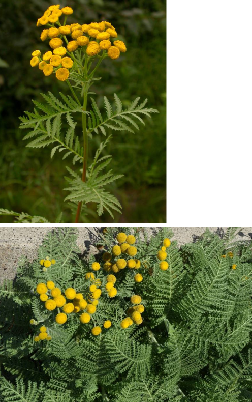 <p>Yes, this plant is invasive—it’s common tansy! Its native look-alike is dune tansy </p><p>Top photo: common tansy (invasive):</p><ul><li><p>Leaves: “lace-like”</p></li><li><p>Height: up to 1.5 m </p></li></ul><p>Bottom photo: dune tansy (native):</p><ul><li><p>Leaves: “feathery”</p></li><li><p>Height: 20-60 cm</p></li></ul><p></p>