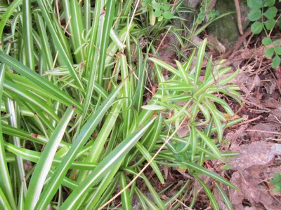 <p>- Type of asexual reproduction</p><p>- Formation of a genetically identical plant through a leaf, stem or root</p><p>- Seen in Spider plants, where sprouts called “pups” grow at the ends of long, slender stems</p>