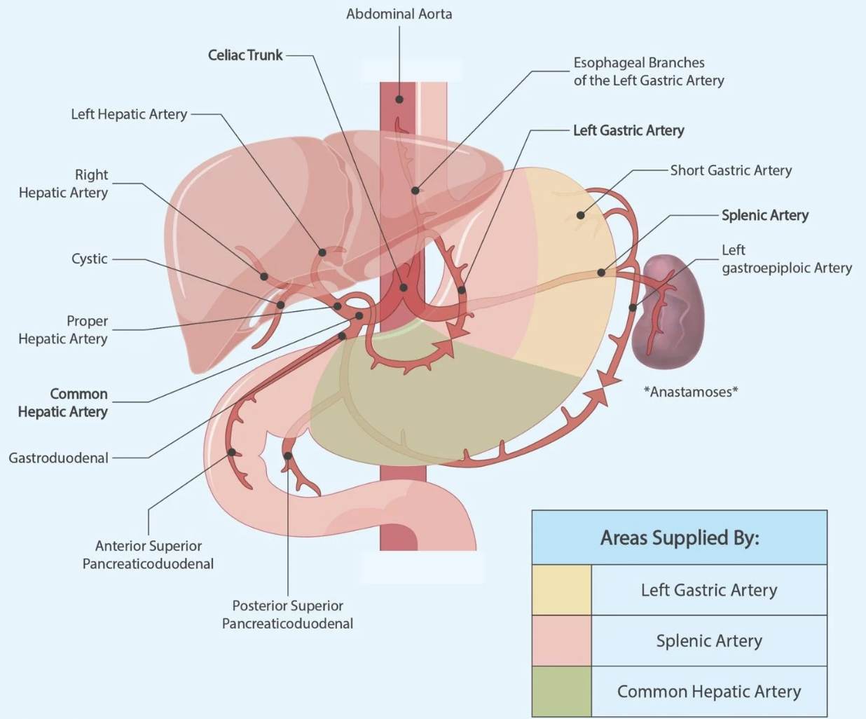 <ul><li><p><span>branch of CA</span></p></li><li><p>courses horizontally to the <u>right</u></p></li><li><p>branches into <u>GDA</u> and <u>PHA</u></p></li></ul><p></p>