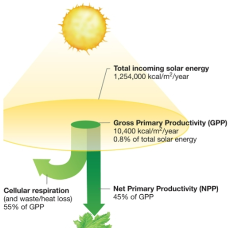 <ul><li><p>0.8% incoming sunlight used by forest plants</p></li><li><p>45% GPP into production of new biomass; rest used to respiration/was lost</p></li><li><p>photopigments absorb fraction of light wavelength</p></li><li><p>enzyme efficiency is temperature dependent</p><ul><li><p>warmer conditions → faster</p></li><li><p>dryer conditions → photosynthesis stalls</p></li></ul></li></ul><p></p>