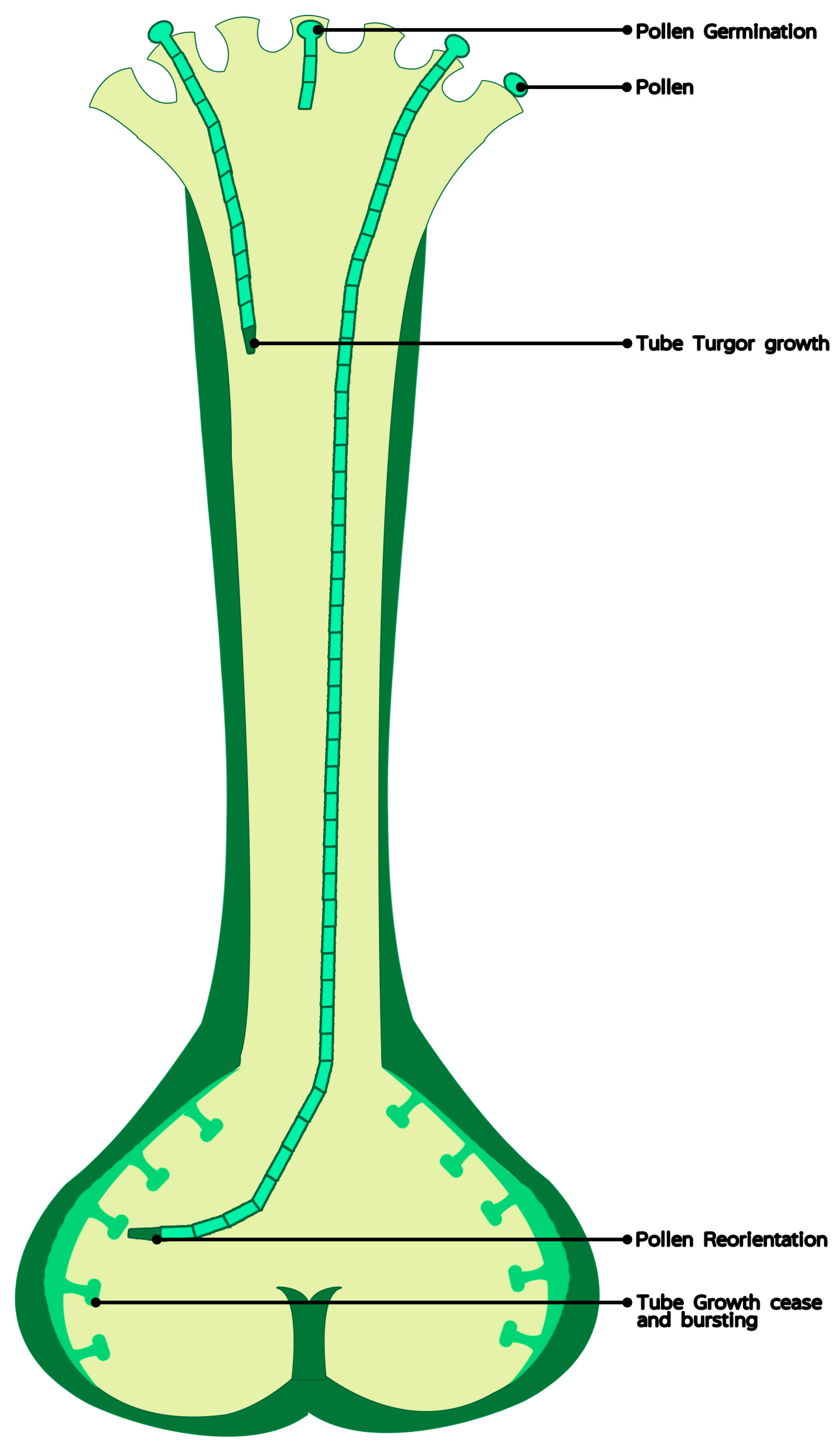 <p>They carry the male gamete and produces a pollen tube to reach the female</p>