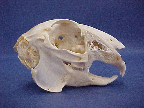 Order classifying rabbits, hares, and pika.
Teeth look like rodents (convergent evolution).
The maxilla is open!