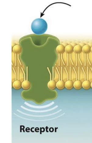 <ul><li><p>allow the cell to receive signals from the environment.</p></li><li><p><span style="background-color: inherit;"><span>responds in certain ways --&gt; receives signal and decides how to response</span></span></p></li></ul><p></p>