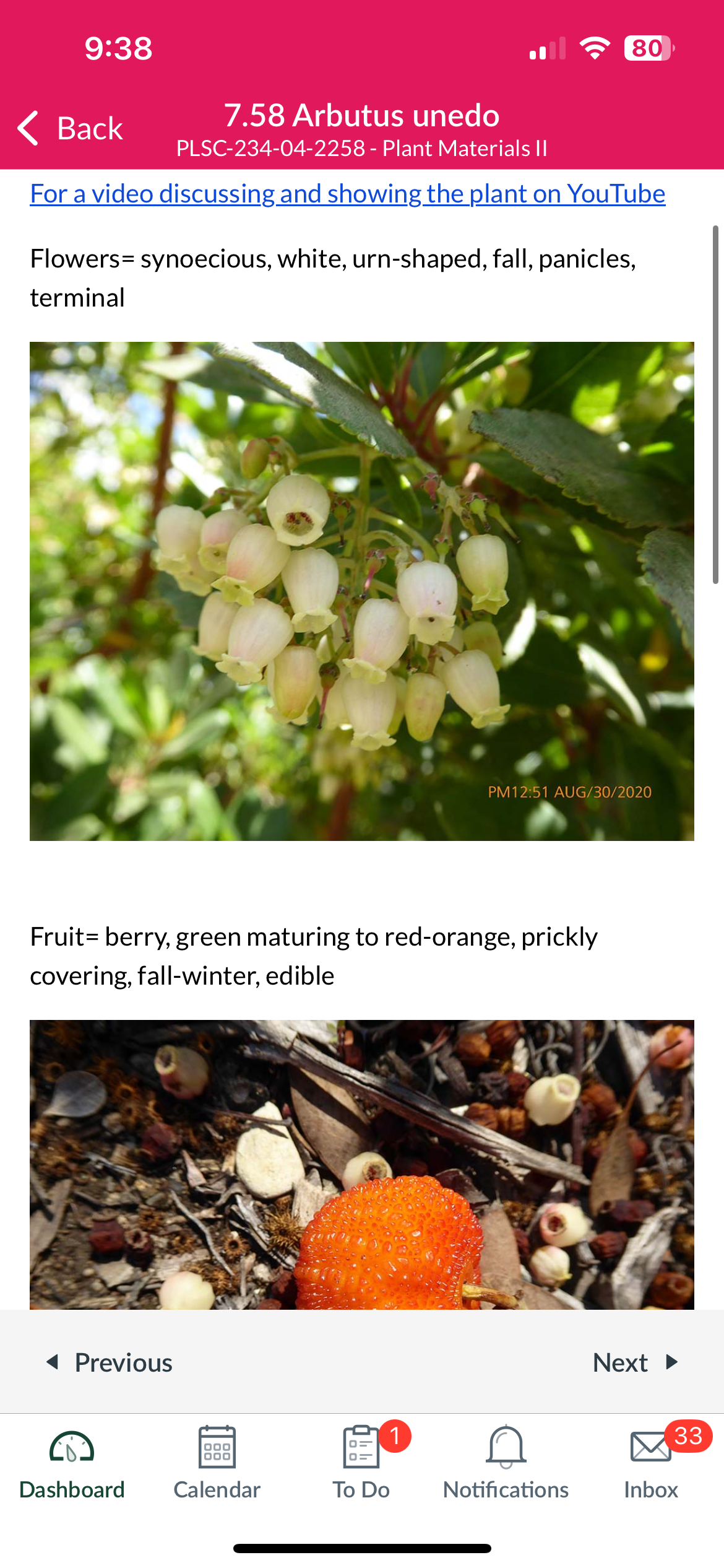 <p>Arbutus unedo</p>