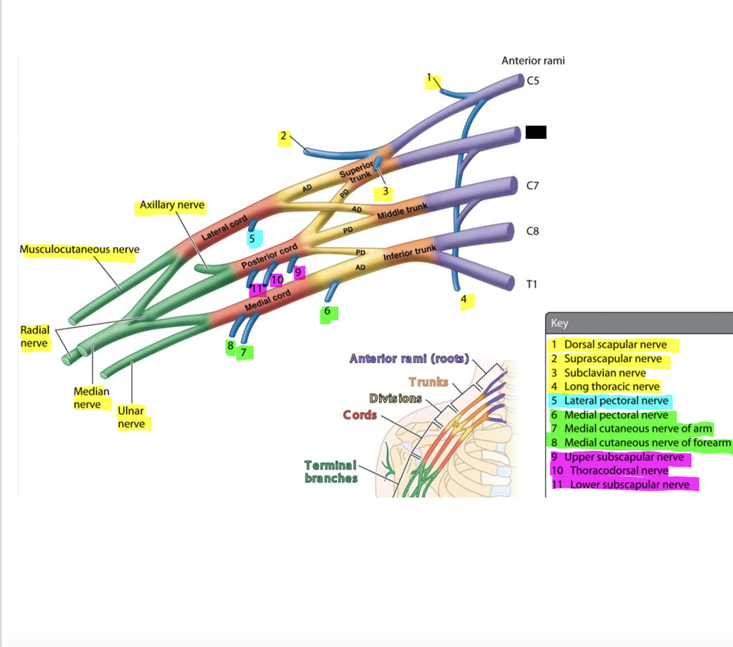 knowt flashcard image