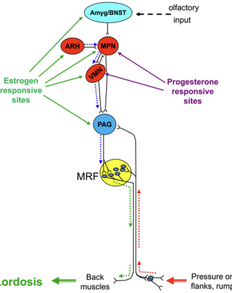 <p>We use this virus to trace the pathway all the way from the back muscle to the brain. We ultimately see that the main command centre is in the ventrolateral nucleus of VMH (ventromedial hypothalamus) i.e. VL-VMH, which then controls PAG, then medullary reticular formation (MRF) which is responsible for posture.</p>