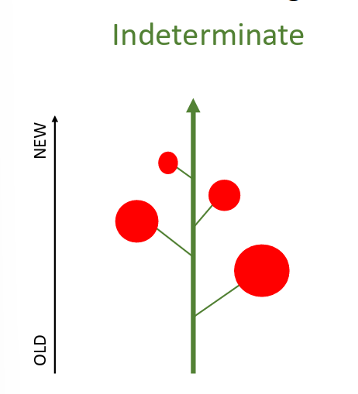 <p>Indeterminate growth</p>