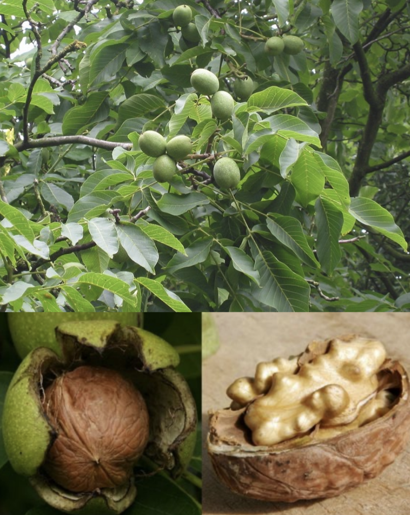 <p>Juglandaceae</p>