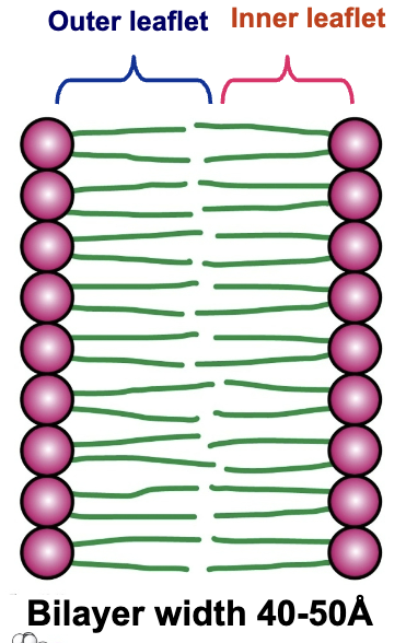 <ul><li><p>Outer and inner leaflet</p></li><li><p>Width is 40-50&nbsp;<span>Å</span></p></li></ul><p></p>